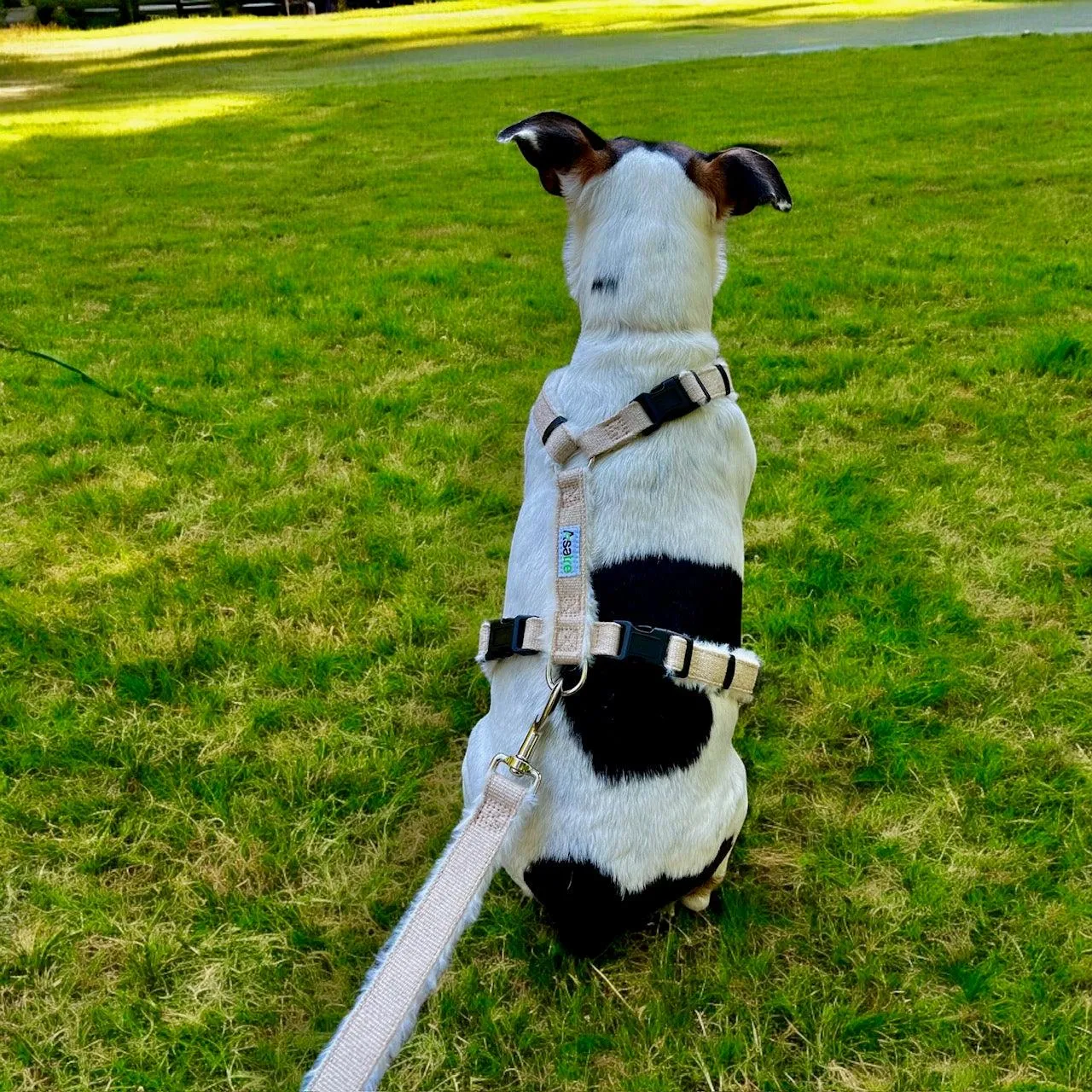 Adjustable Dog Harness - Hemp Multi-Clasp