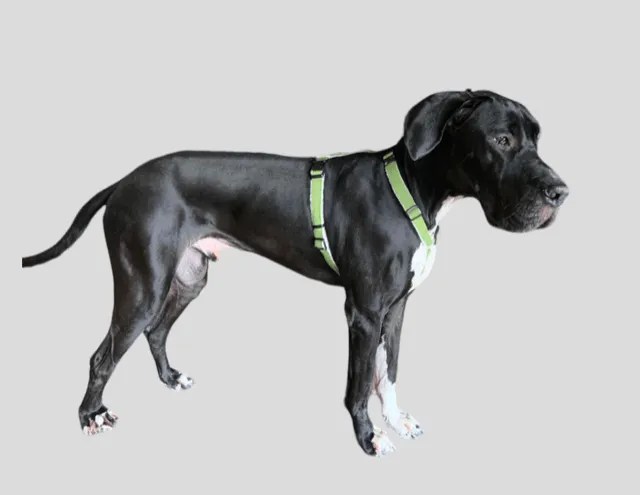 Adjustable Dog Harness - Hemp Multi-Clasp