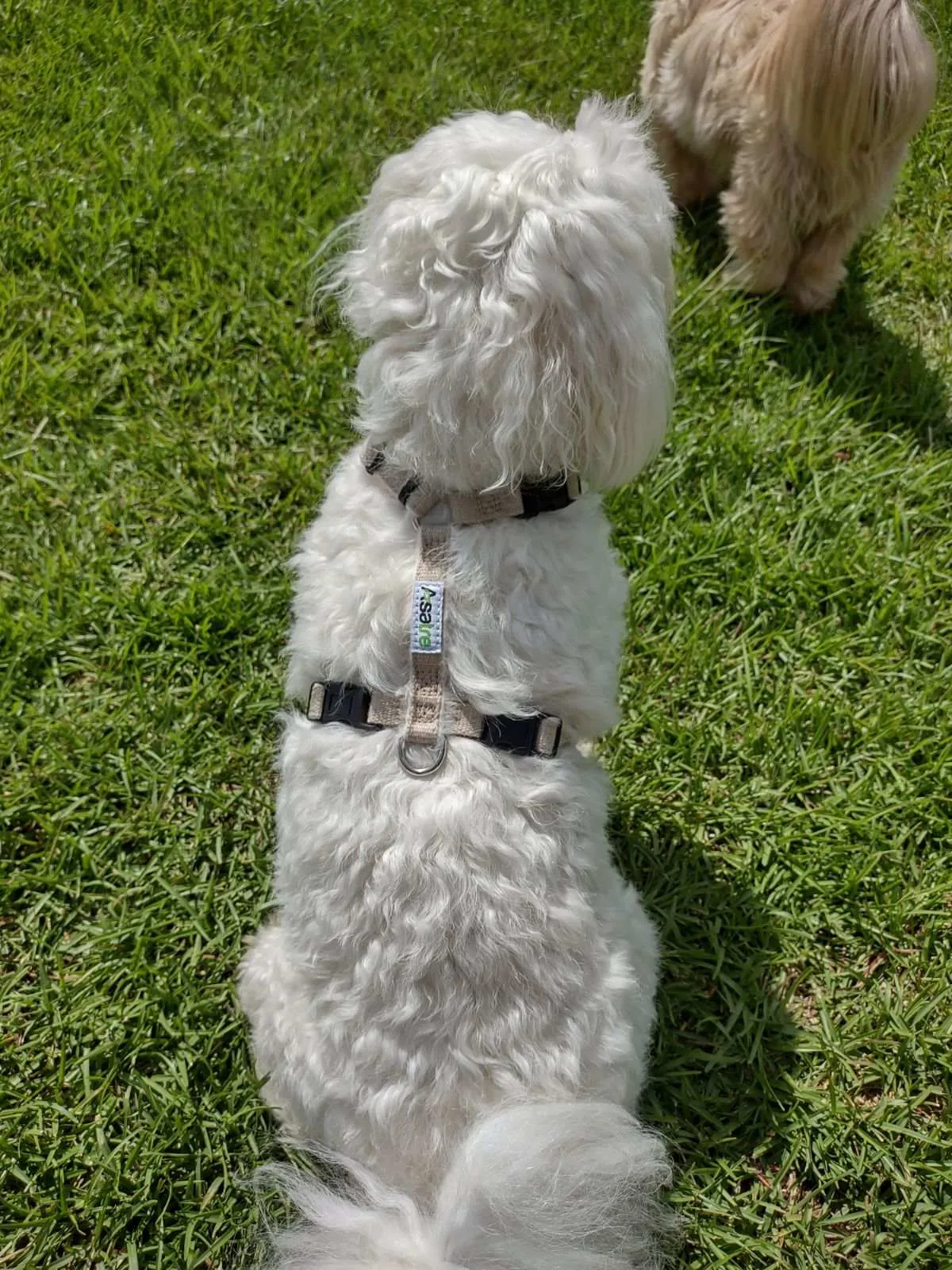 Adjustable Dog Harness - Hemp Multi-Clasp