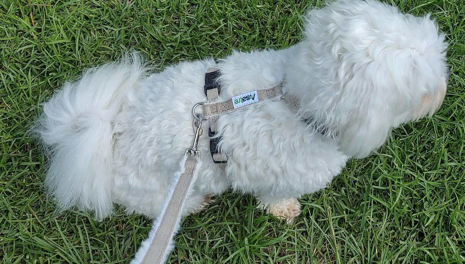 Adjustable Dog Harness - Hemp Multi-Clasp