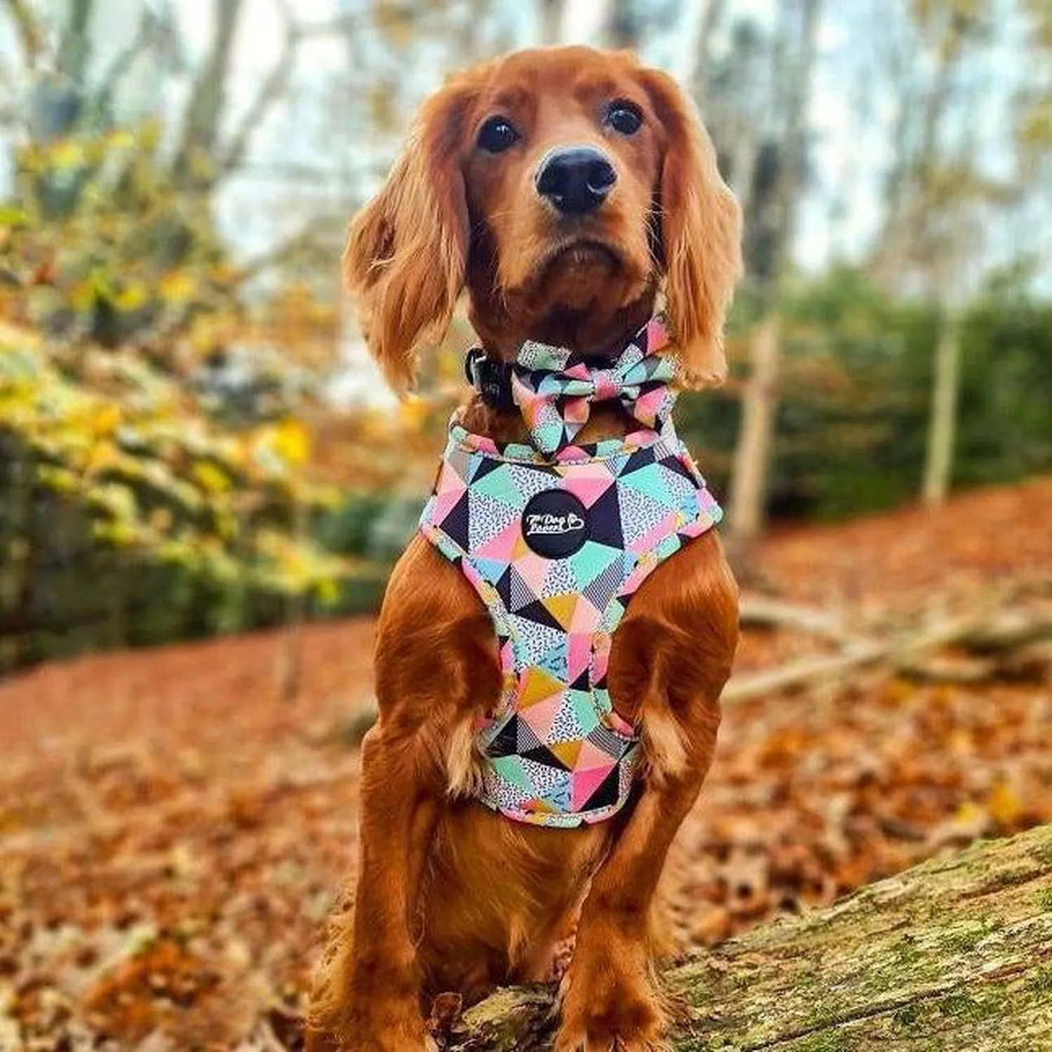 Adjustable Dog Harness - Mykonos