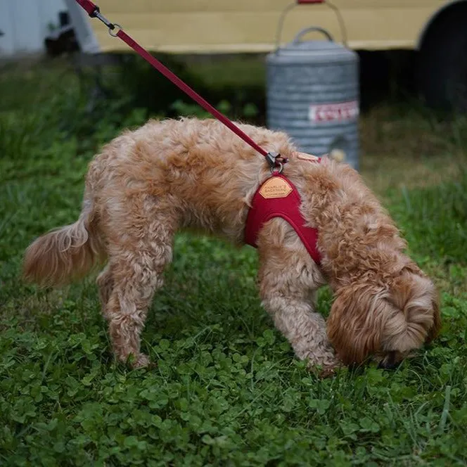 Adjustable Easy Harness Red
