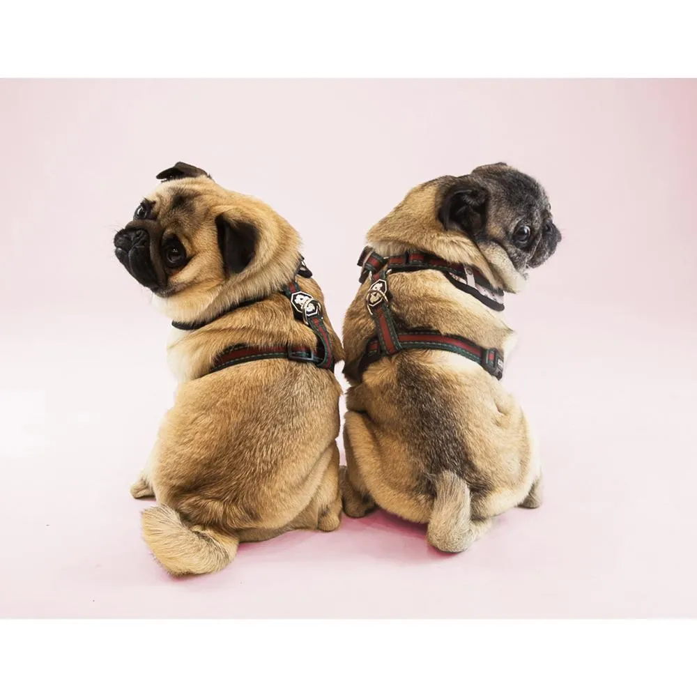 Adjustable Mesh Dog Harness