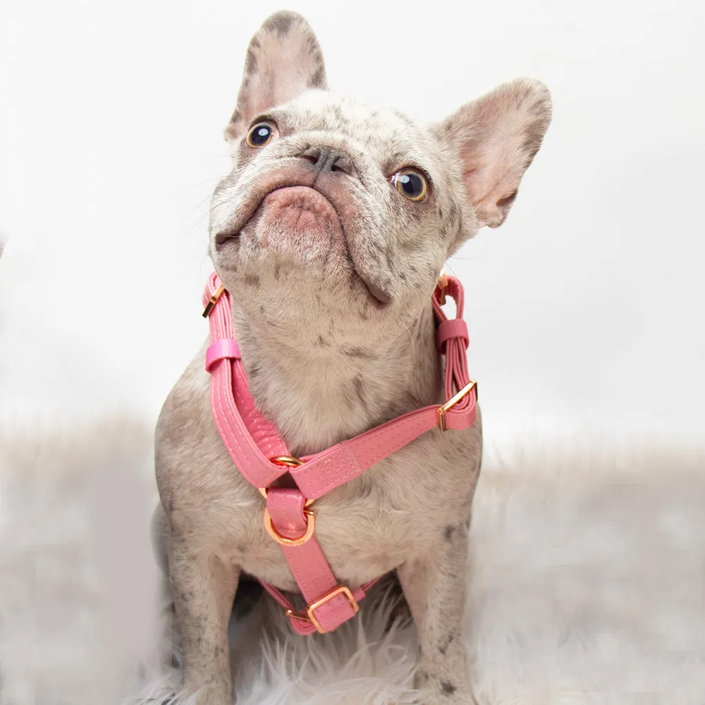 Adjustable Pet Health Strap Harness | Blushed