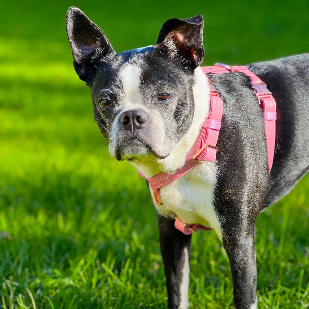 Adjustable Pet Health Strap Harness | Blushed