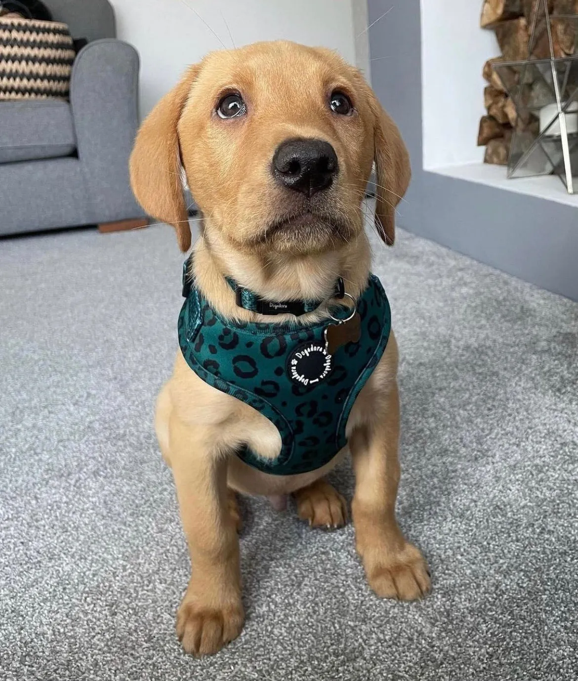 All the Teals Adjustable Dog Harness - Leopard print