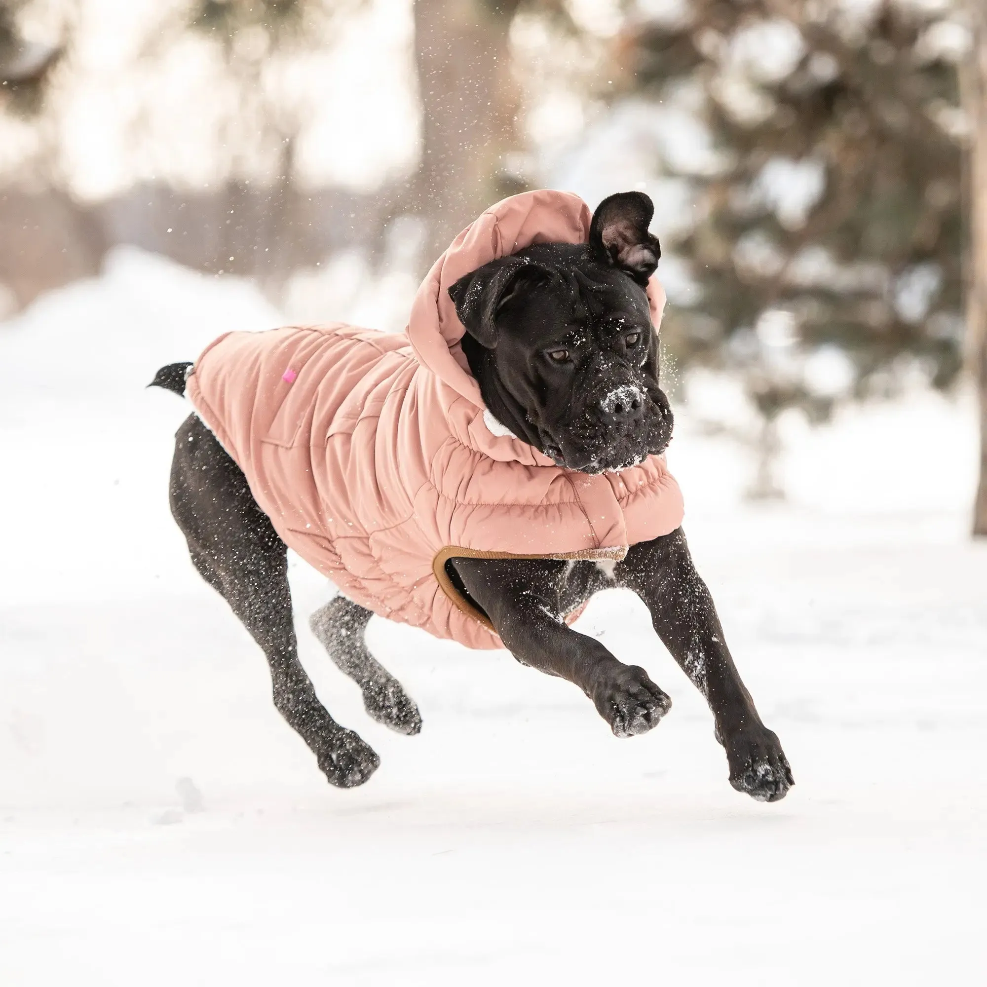 Arctic Dog Parka | Clay