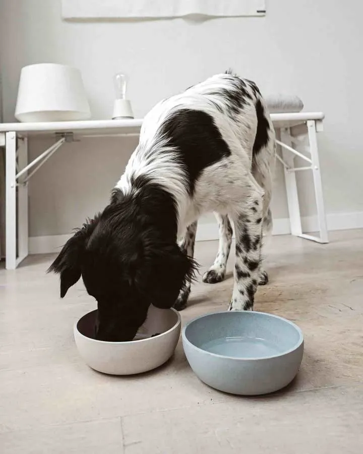 BAMBOO Dog bowl - Merengue