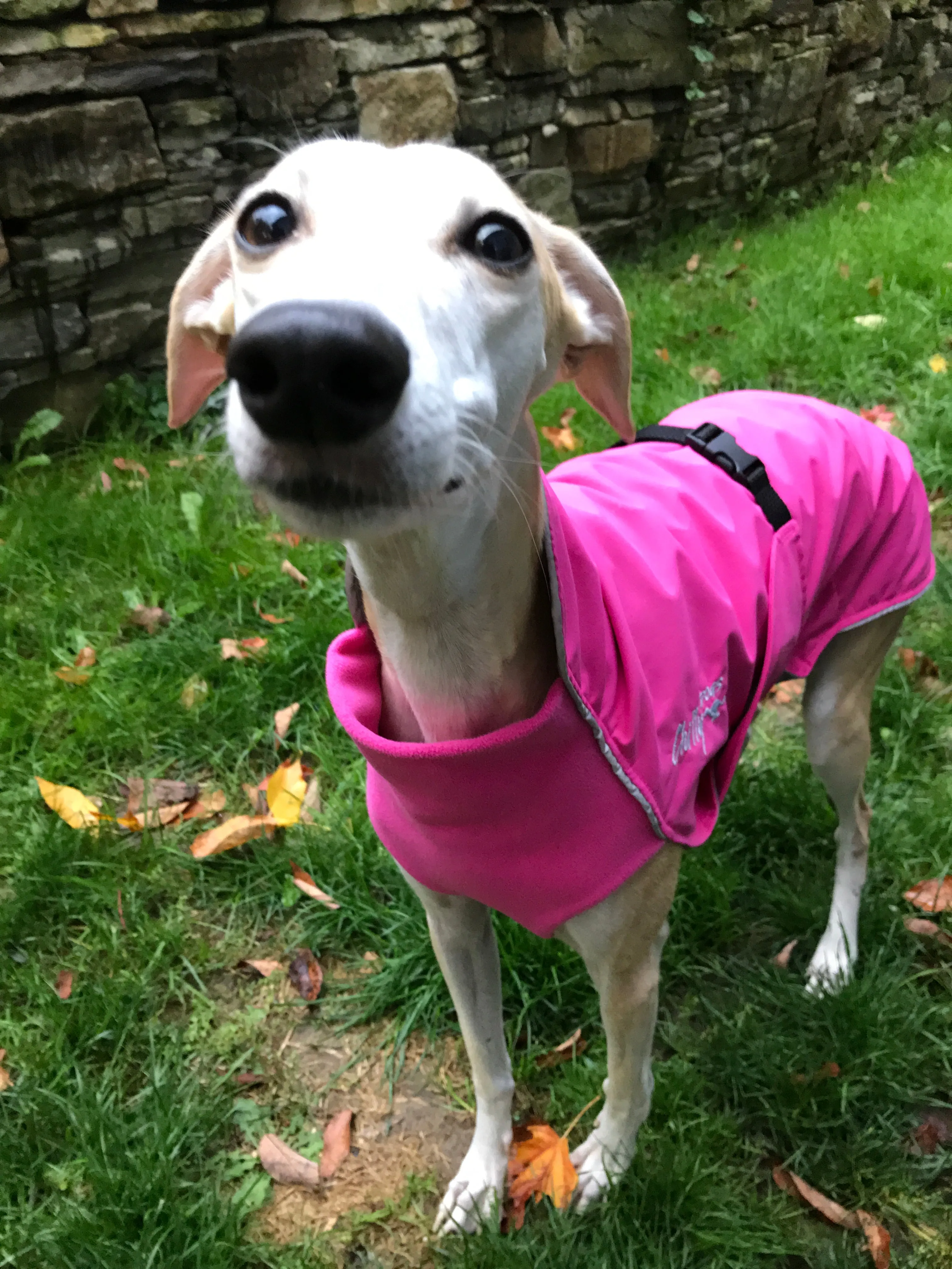 Chilly Dogs Harbour Slicker (Long and Lean Cut)