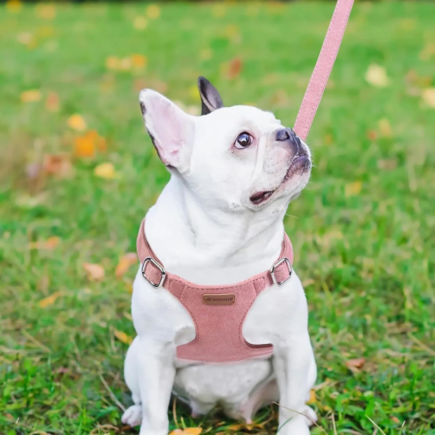Dog Harness and Leash Set, XXS No Pull Adjustable Puppy Harness with Multifunction Pink Dog Leash and Dog Collar, Soft No Choke Escape Proof Pet Harness Vest for Small Dogs and Cats (Red, XXS)