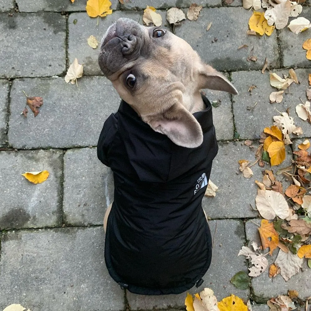 Dog Rain Jacket With Hood