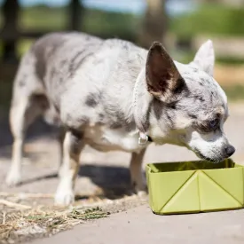 EasyPets Olive FoldaBowl Pet Travel Bowl