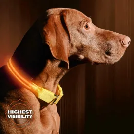 ILLUMISEEN LED Dog Collar USB Rechargeable - Bright & High Visibility Lighted Glow Collar for Pet Night Walking - Weatherproof, in 6 Colors & 6 Sizes (Orange Large)