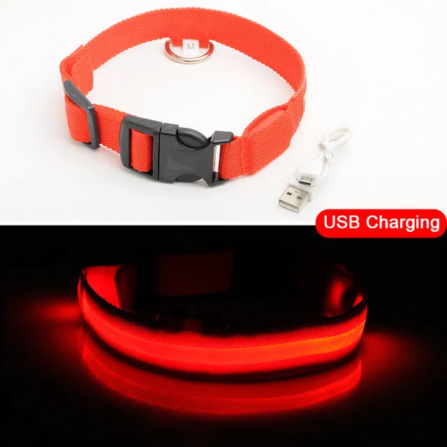 LED dog Collar