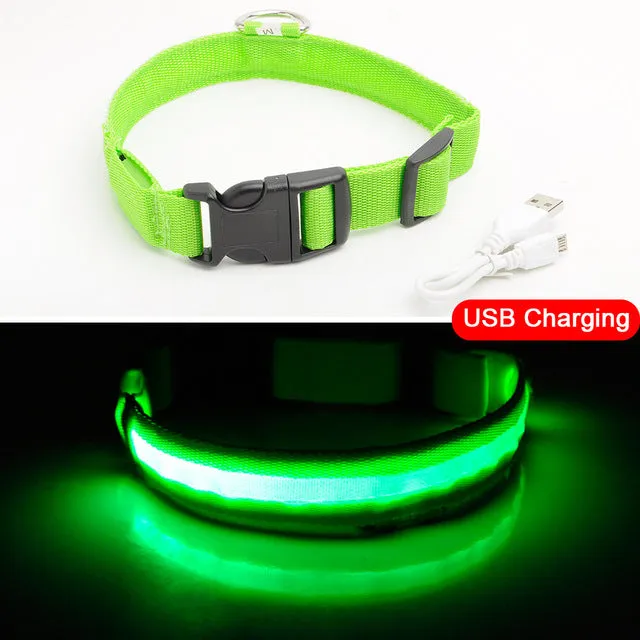 LED dog Collar