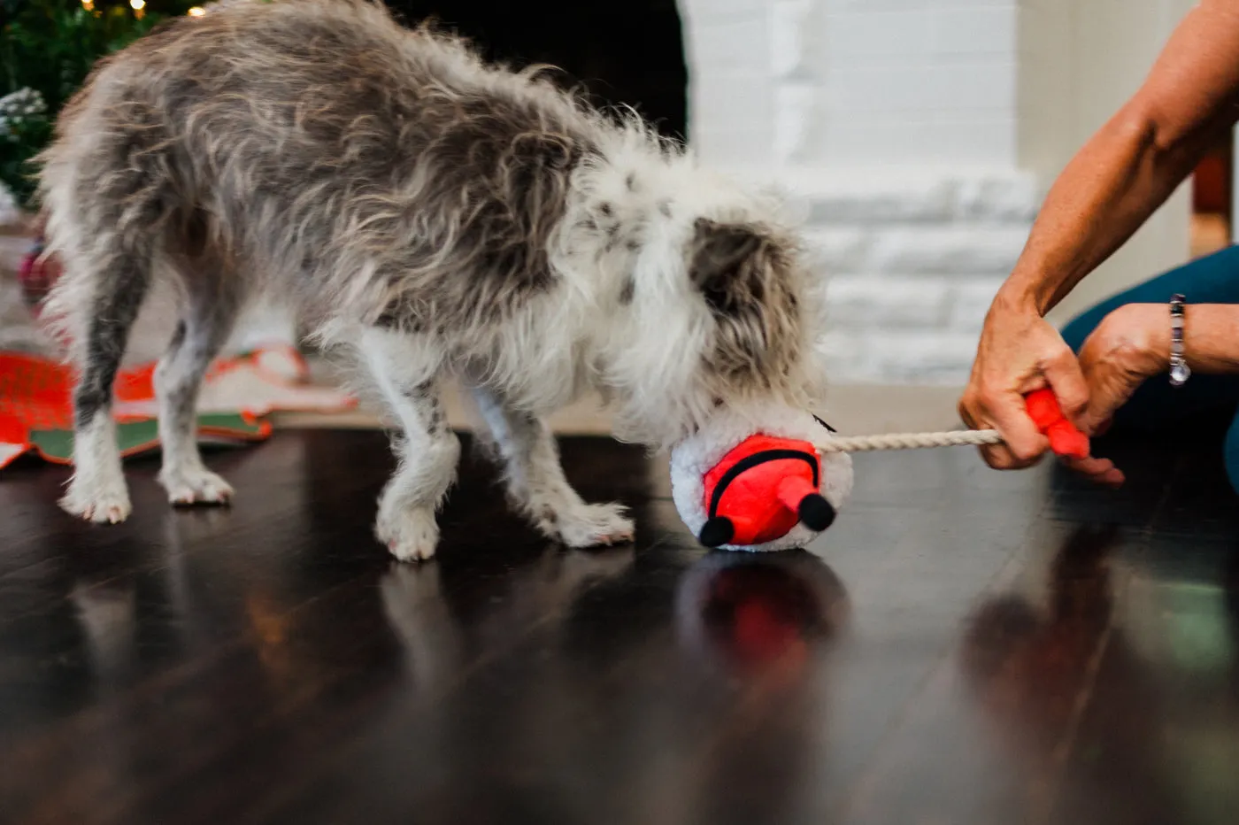 Merry Woofmas Clumsy Claus