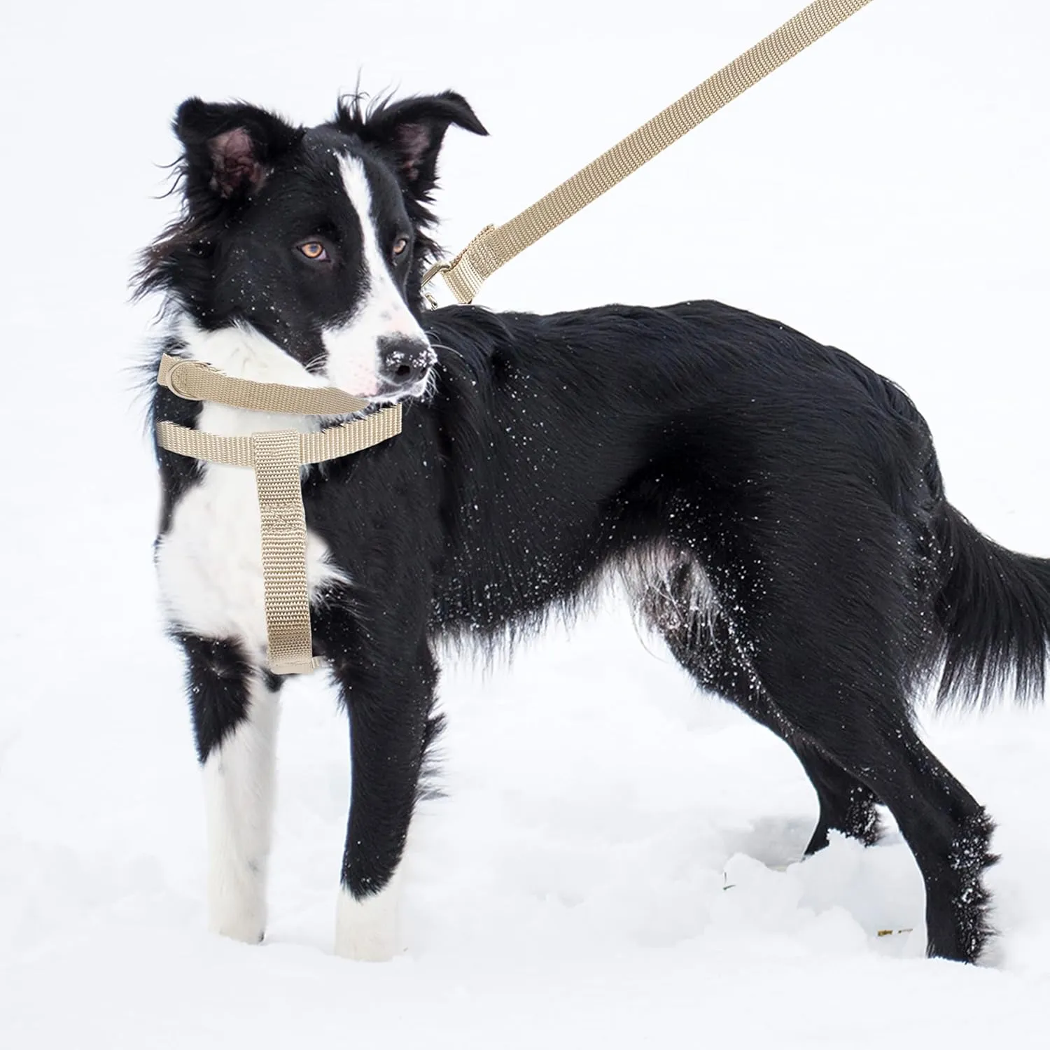 No Pull Dog Harness - Adjustable Step-in Harness & Leash Set for Small, Medium, Large Dogs - Escape Proof Soft Pet Harness for Walking, Training, Hiking, Outdoor Activities