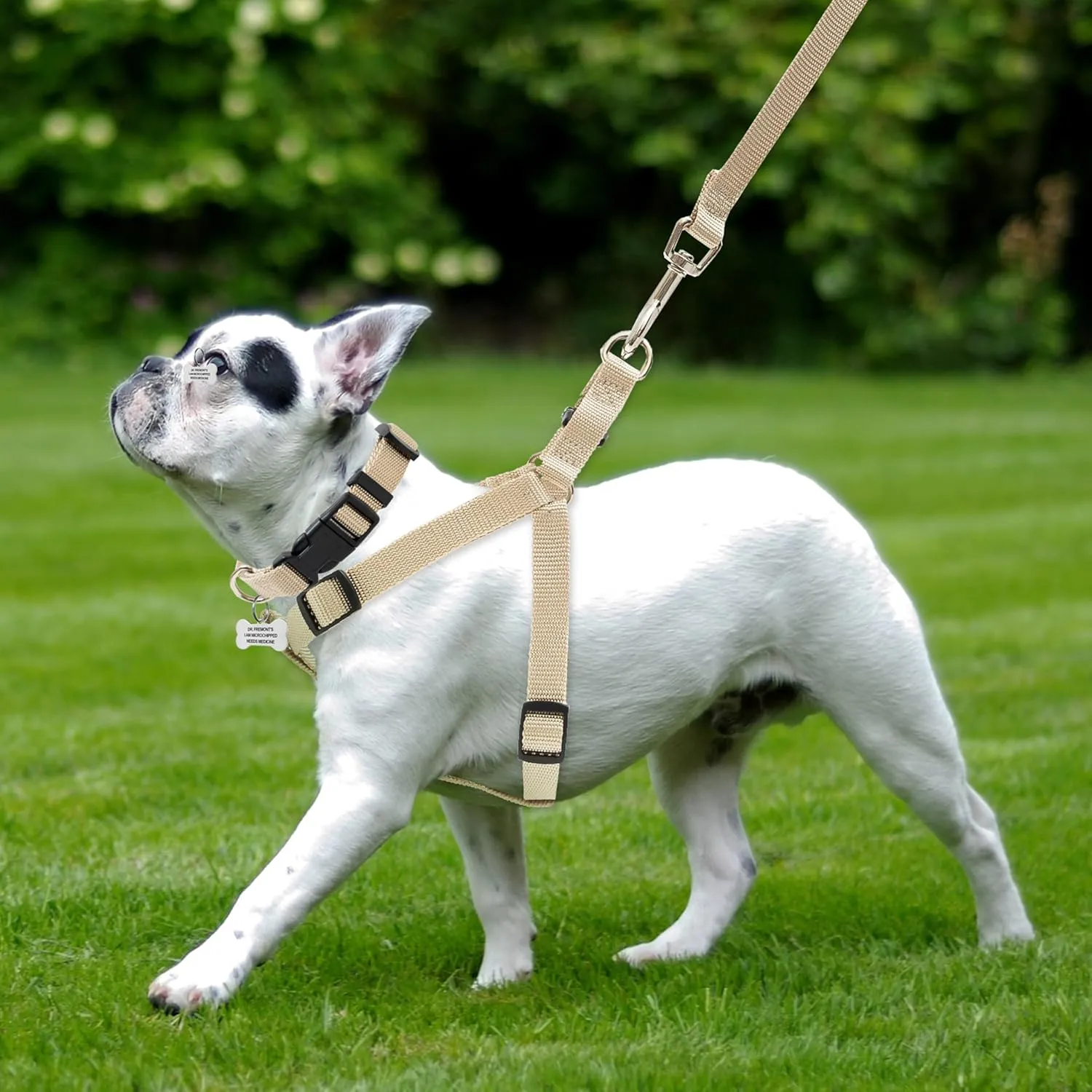 No Pull Dog Harness - Adjustable Step-in Harness & Leash Set for Small, Medium, Large Dogs - Escape Proof Soft Pet Harness for Walking, Training, Hiking, Outdoor Activities