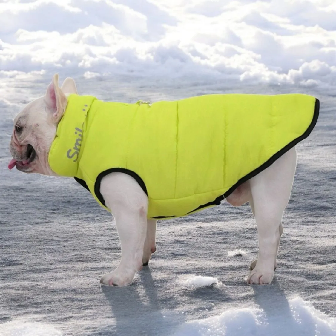 Premium Frenchie Winter Jacket - Comfortable Vest with D-Ring for Safe Traction