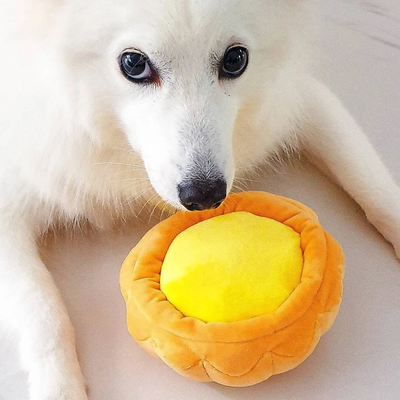 (Premium) Macau Egg Tart Squeaker Chew Toy for Pet Dogs