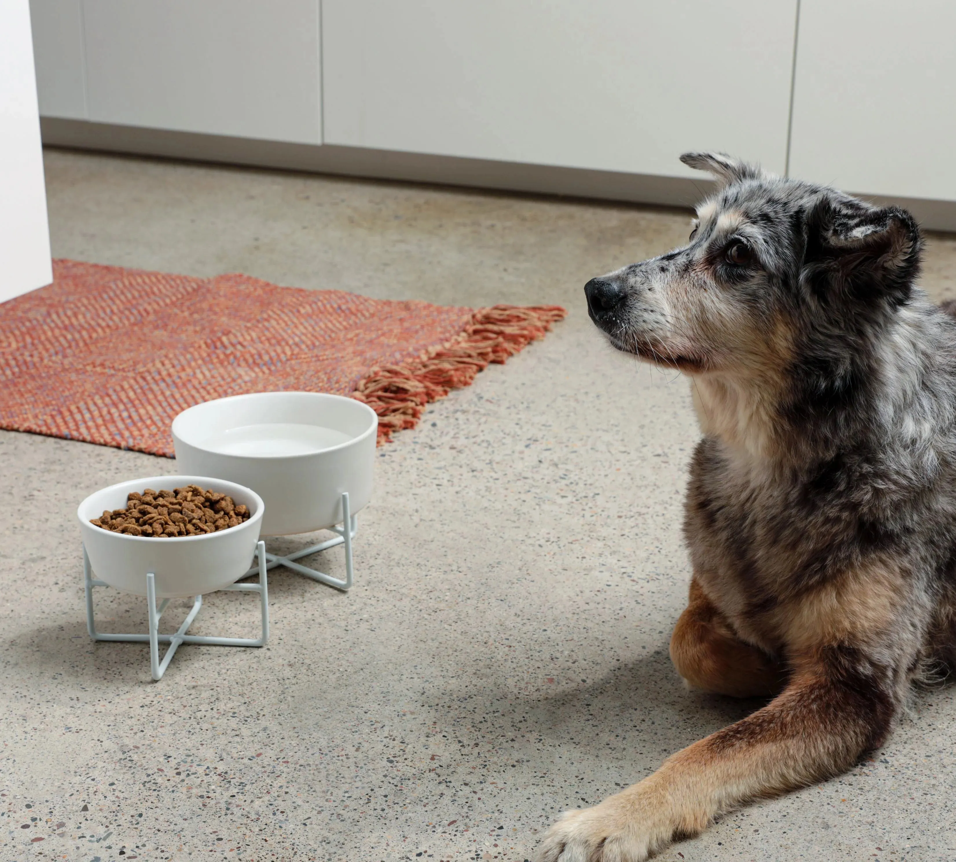 Simple Solid Dog Bowl w/Stand   Bowl - 2 color option