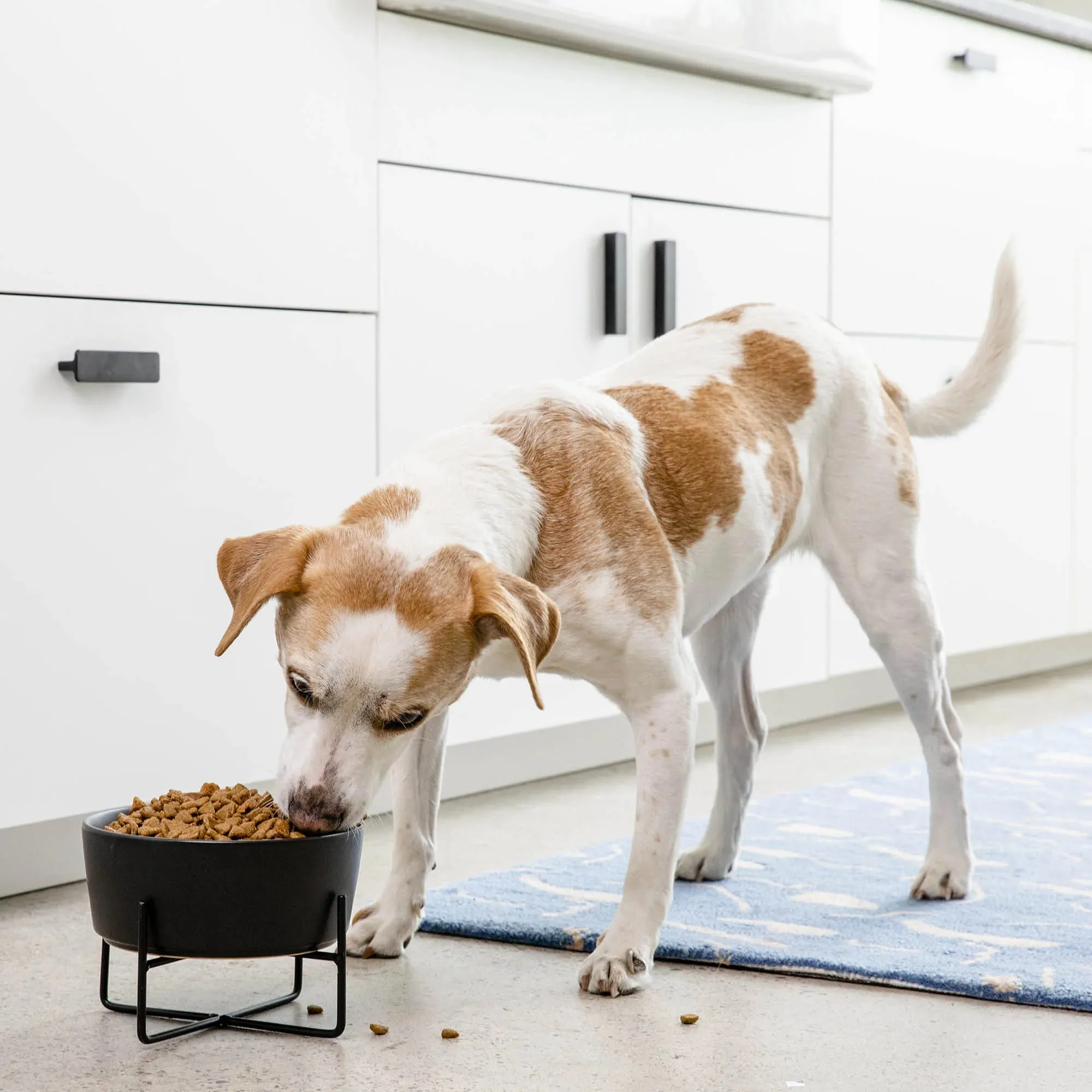 Simple Solid Dog Bowl w/Stand   Bowl - 2 color option