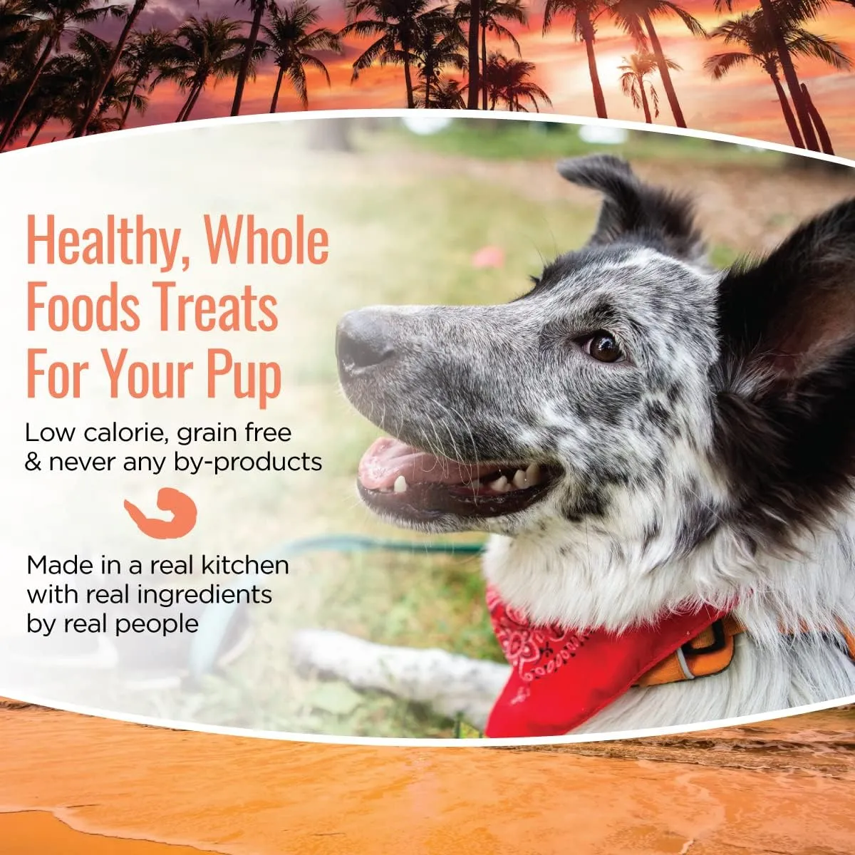 Smart Cookie All Natural Dog Treats - Shrimp & Coconut - Training Treats for Dogs with Allergies, Sensitive Stomachs - Soft Dog Treats, Chewy, Grain Free, Human-Grade, Made in USA - 5oz, Pack of 3