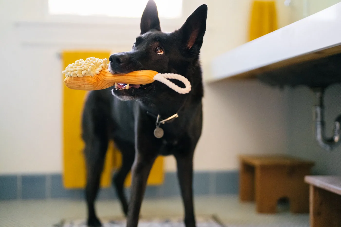 Splish Splash Bark n' Bristles