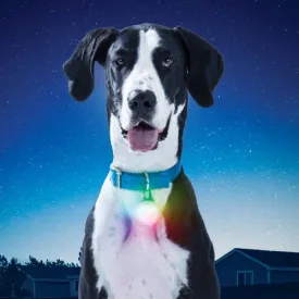 SpotLit Recharge Collar Light
