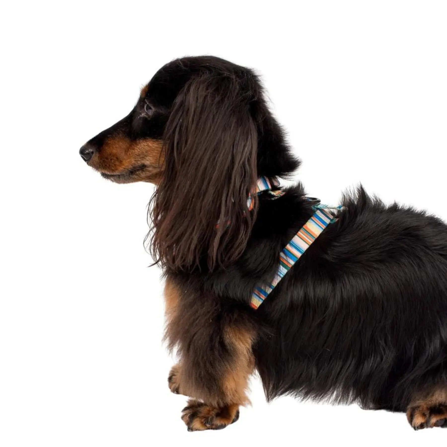 The Cabana Adjustable Dog Harness