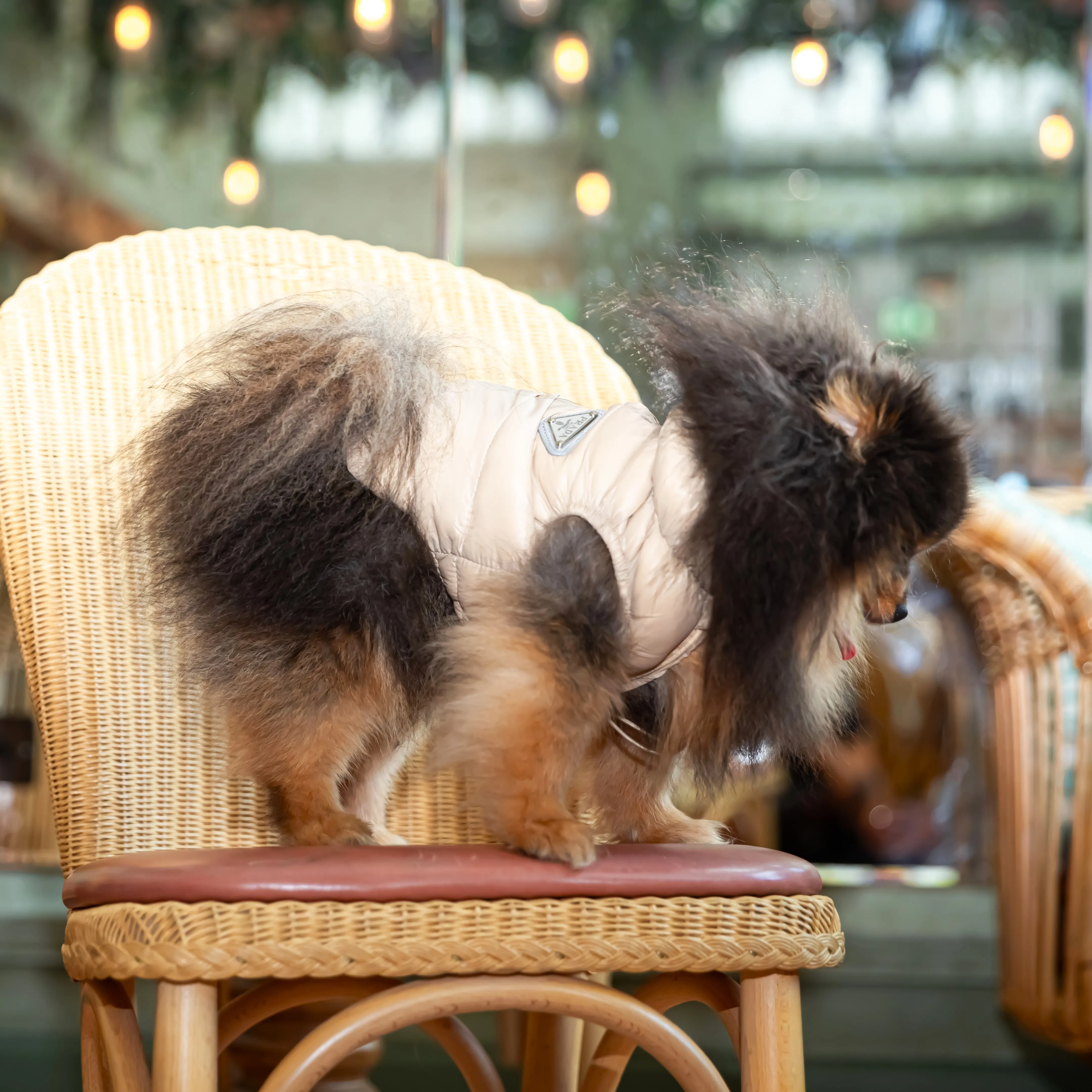 The Skyliner Puffer Dog Vest Jacket