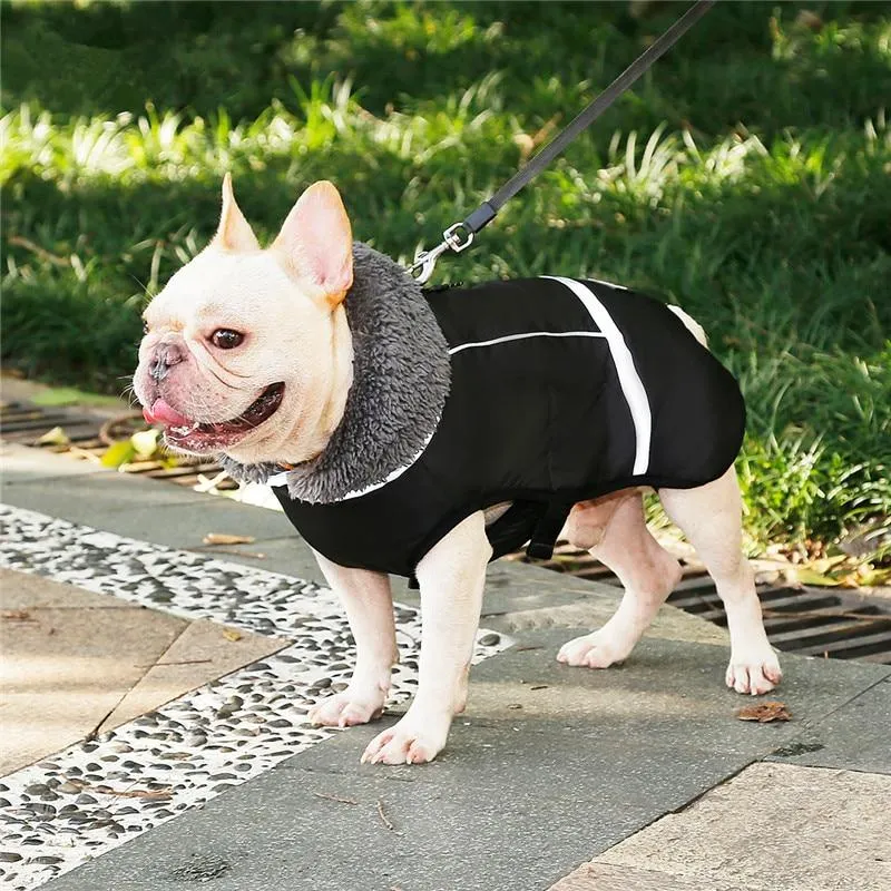 Warm Coat for frenchie (CS1)