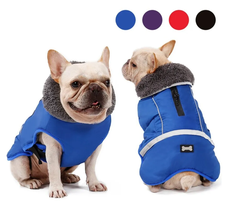 Warm Coat for frenchie (CS1)