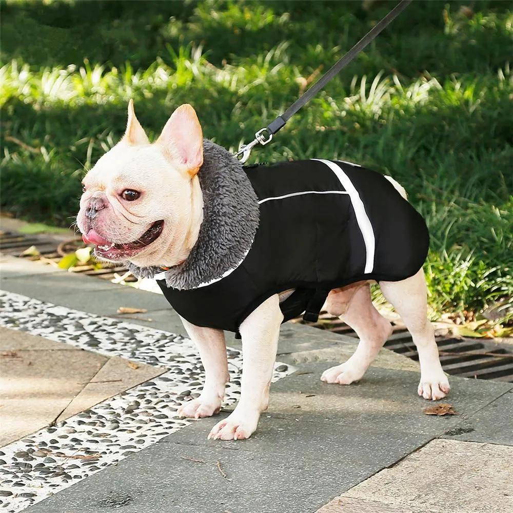 Warm Coat for frenchie (CS1)