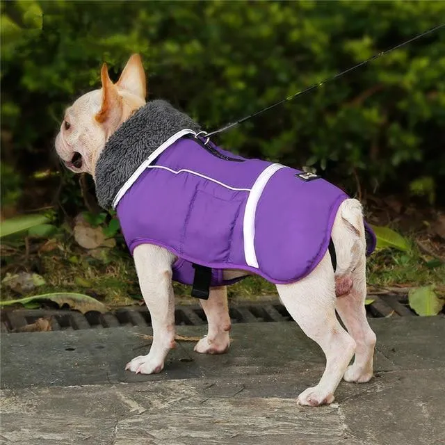 Warm Coat for frenchie (CS1)