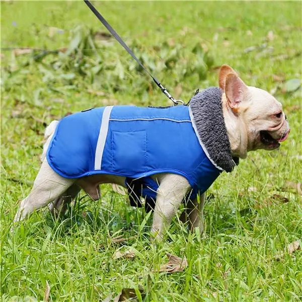 Warm Coat for frenchie (CS1)