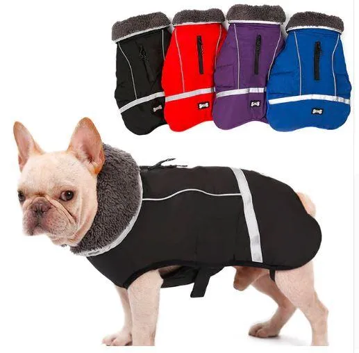Warm Coat for frenchie (CS1)